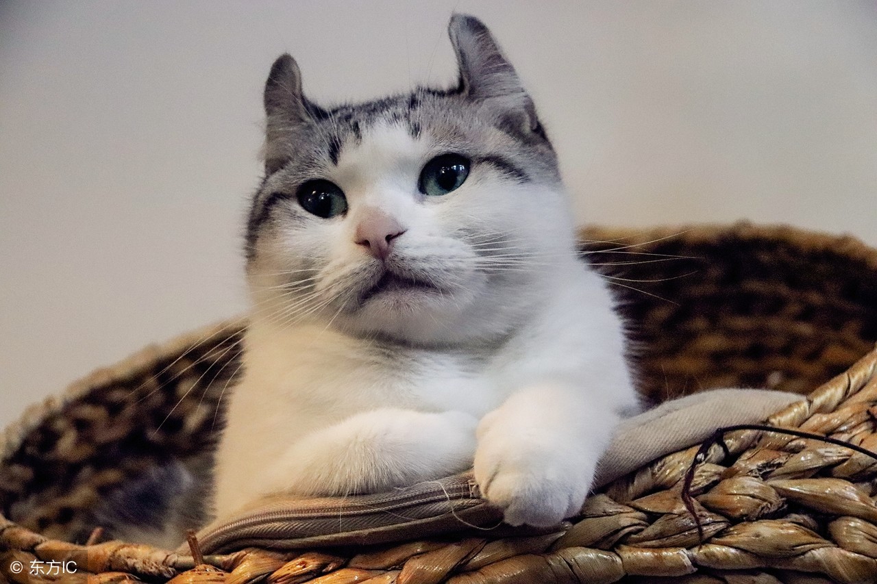 花盆里的猫尿味怎么去除,棉被猫尿味怎么彻底去除