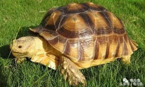 陆龟新手入门教程视频,陆龟蒙诗全集