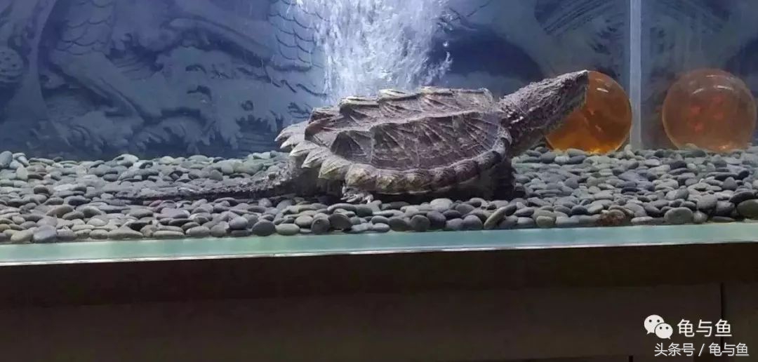 养乌龟的哪些误区,养宠物龟误区