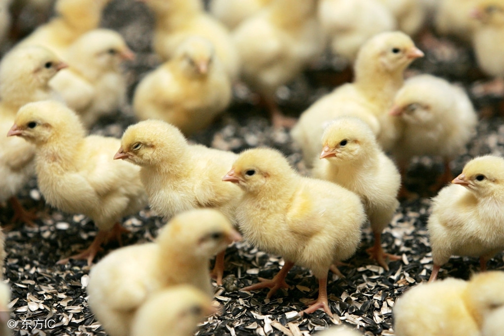 雏鸡的断喙和断趾的作用是什么,雏鸡颈部注射步骤操作