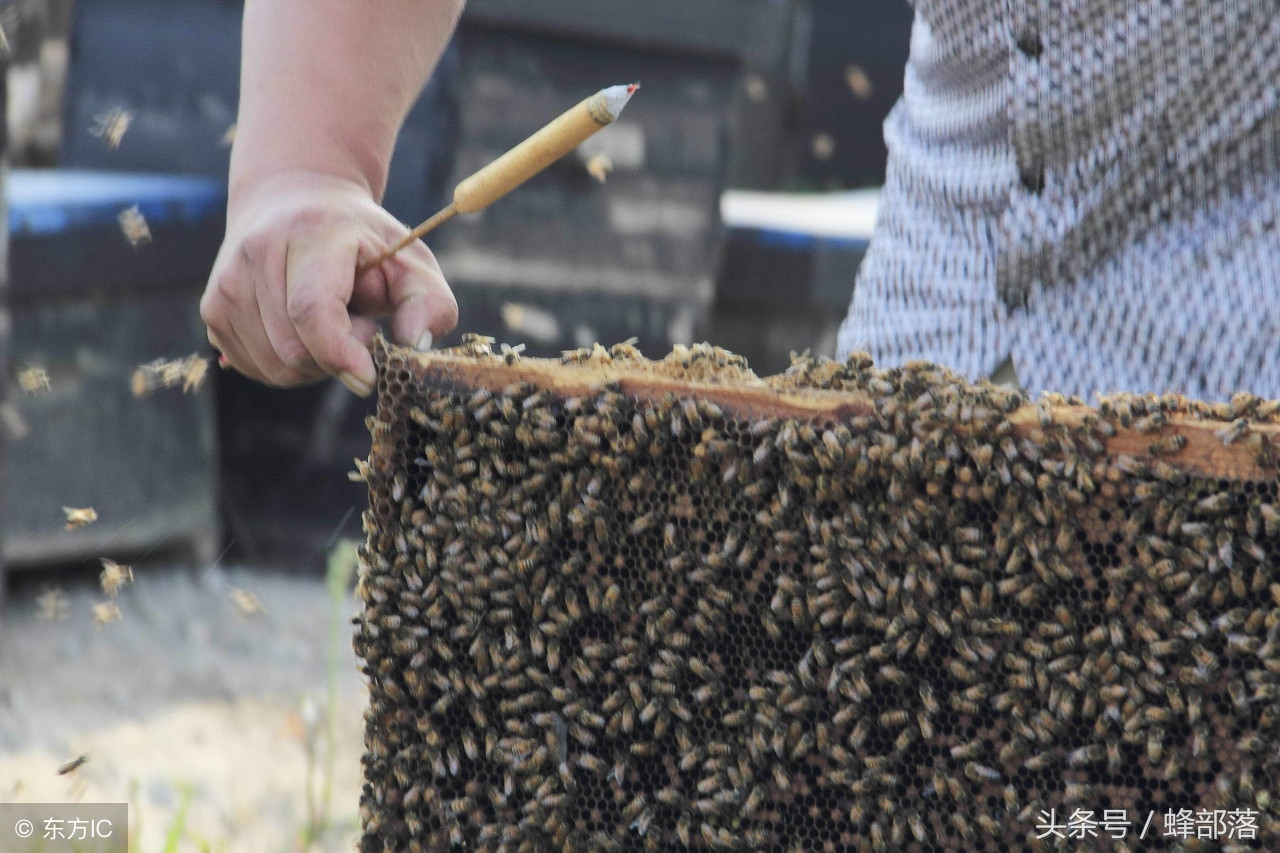 蜜蜂黑蜂太多怎么处理,蜜蜂黑蜂太多怎样处理