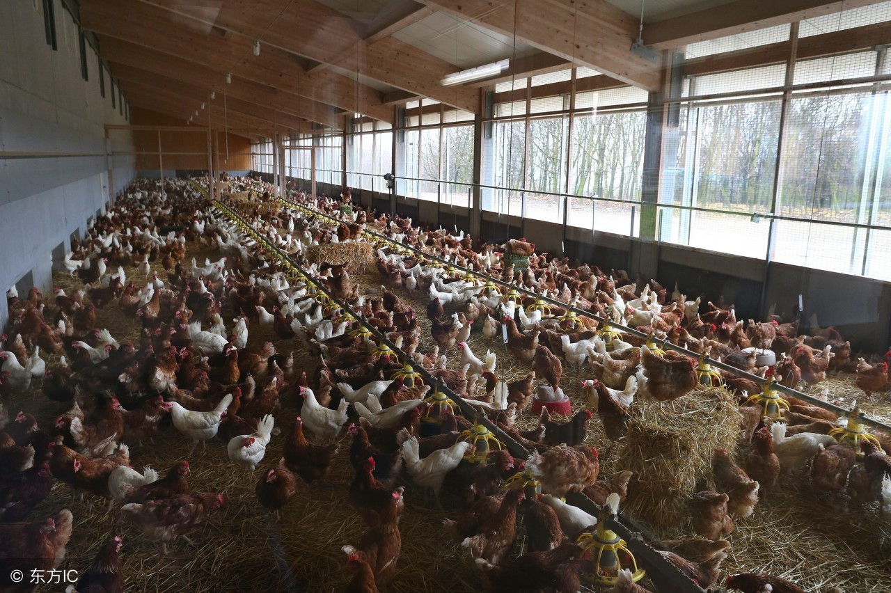 农村养殖鸡怎么销售,鸡贩子收购土鸡怎么销售