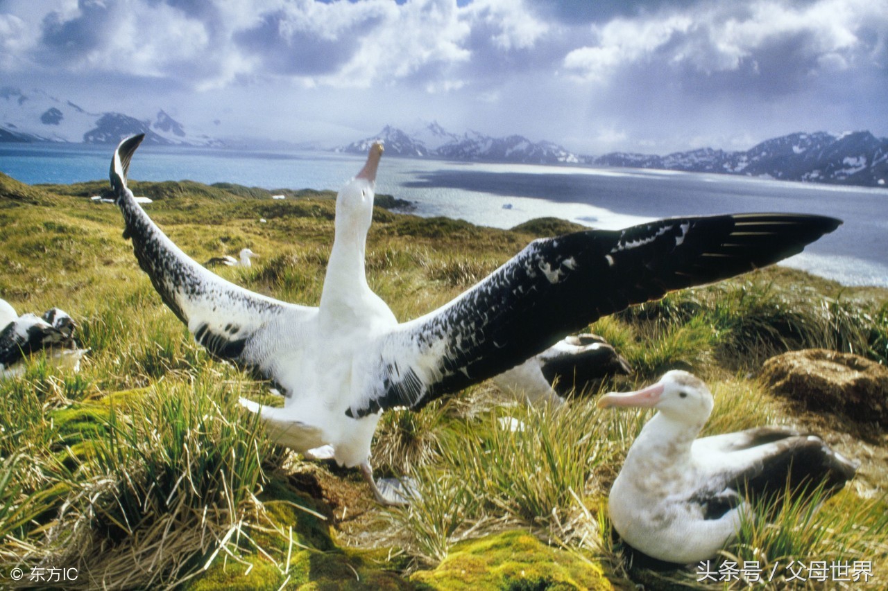 世界地球日，最适合孩子看的18部自然纪录片，趁周末，带娃看起来