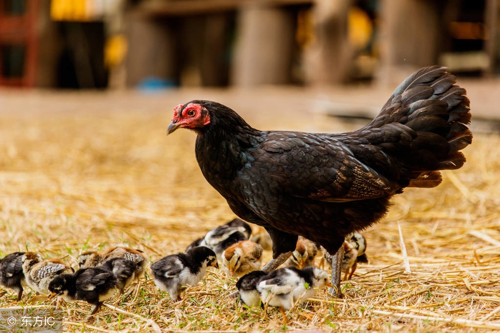 养鸡十大陷阱视频,如何高效养鸡鸭鹅