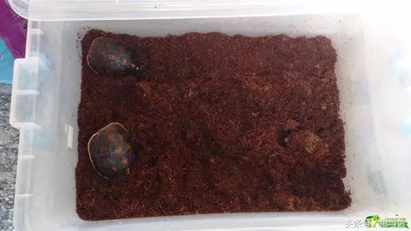 冬眠的正确疗法,冬眠的动物都怎么样越冬