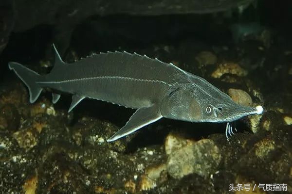 代购骗局朋友圈,朋友圈代购真实案例