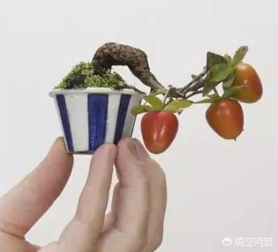 指尖上的盆栽图片,适合摆在书桌上的盆景