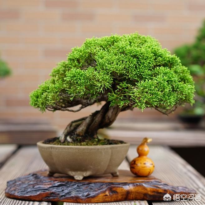 指尖上的盆栽图片,适合摆在书桌上的盆景