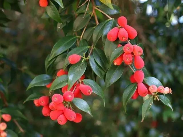 跟草莓差不多的水果叫什么,berry是什么水果