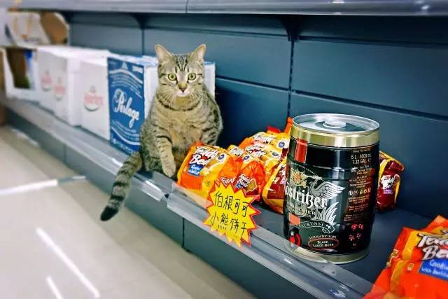 好耍|喵星人大摆造型带你玩转青白江，不萌你来找我！