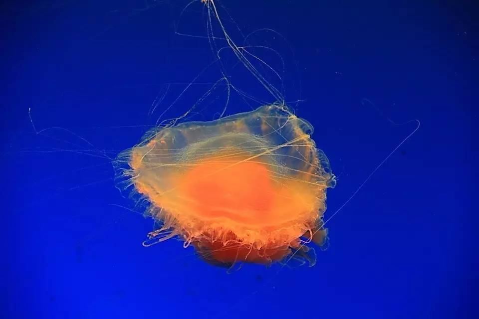 海洋世界里的水母,海洋世界公主