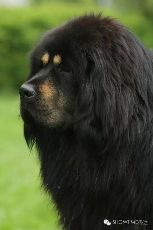 藏獒在国外有多受欢迎,藏獒在俄罗斯地位