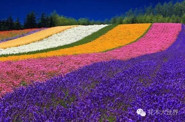 花海的盈利模式,花海经济效益