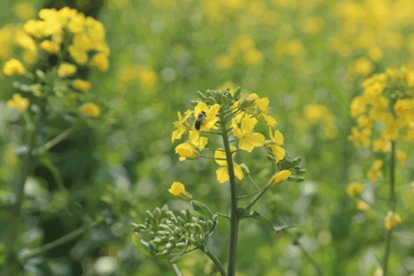 蜜蜂采得百花蜜为谁辛苦为谁甜,古诗中蜜蜂被称为什么