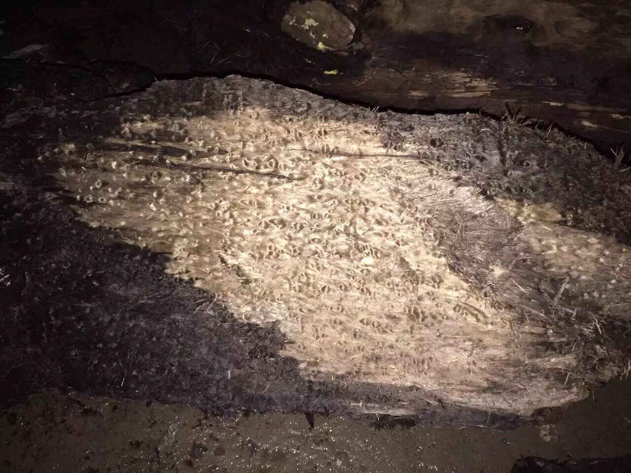 农民挖出天价乌木归属引争议,四川挖到天价乌木纪录片