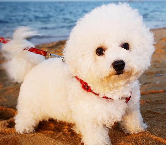 有什么办法有效的解决比熊的泪痕,解决比熊泪痕的秘诀是什么