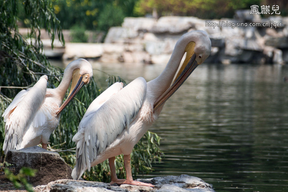 ​[凤麒儿]北京动物园——与动物的亲密接触