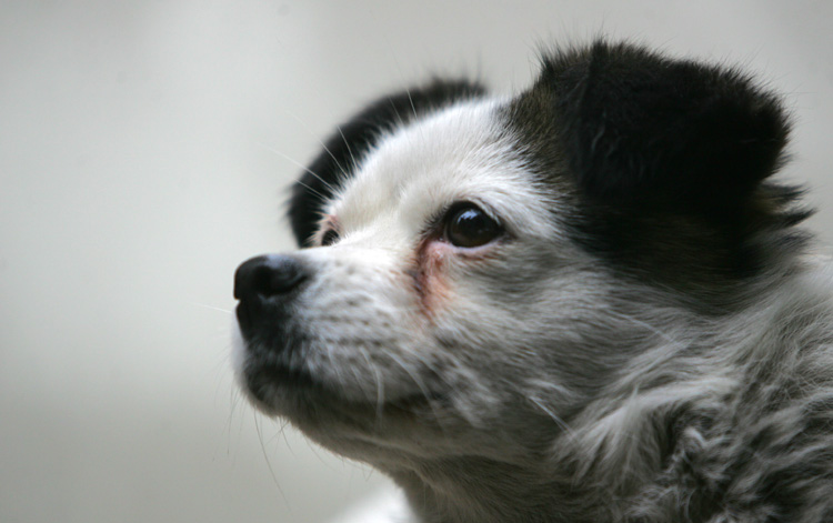 去除狗狗泪痕方法,狗狗泪痕怎么能彻底去掉