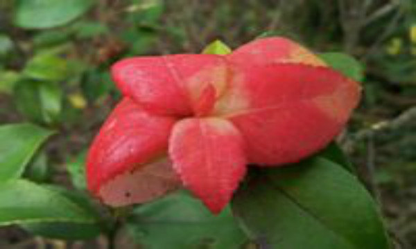 油茶树上长的茶耳可以吃的,油茶树上的茶泡