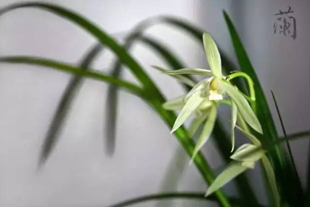 国画写意兰花入门教程视频,写意兰花菊花大师作品欣赏