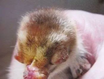 鸡病判断法,鸡的常见疾病及临床表现