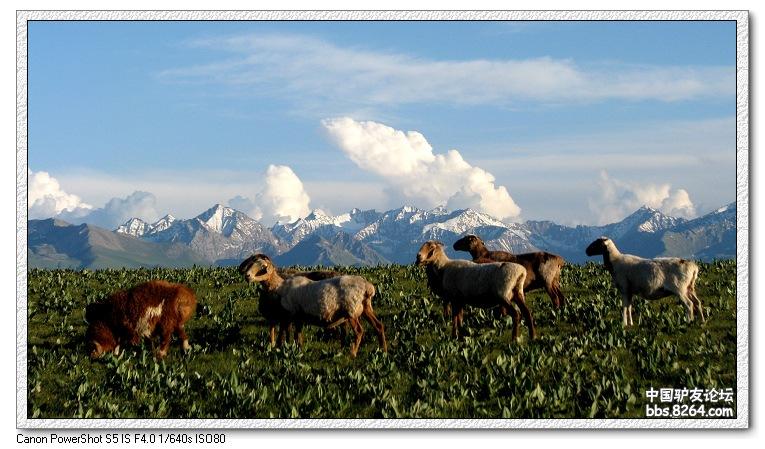 梦里花开——*疆新**，又一次的心动