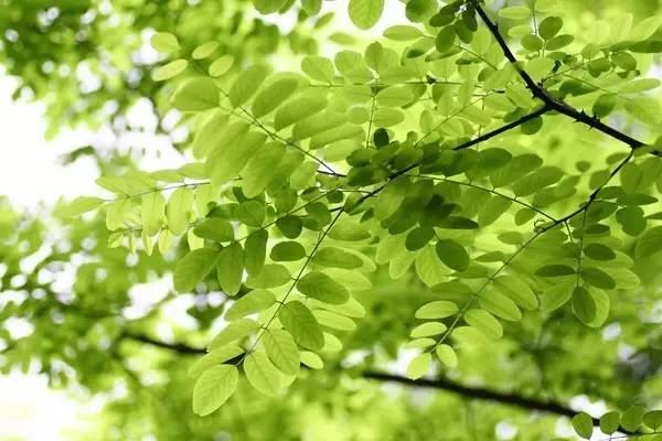 关于绿槐的诗文,绿槐阴最厚全诗