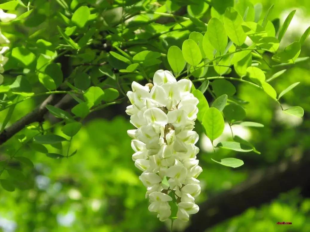 关于绿槐的诗文,绿槐阴最厚全诗