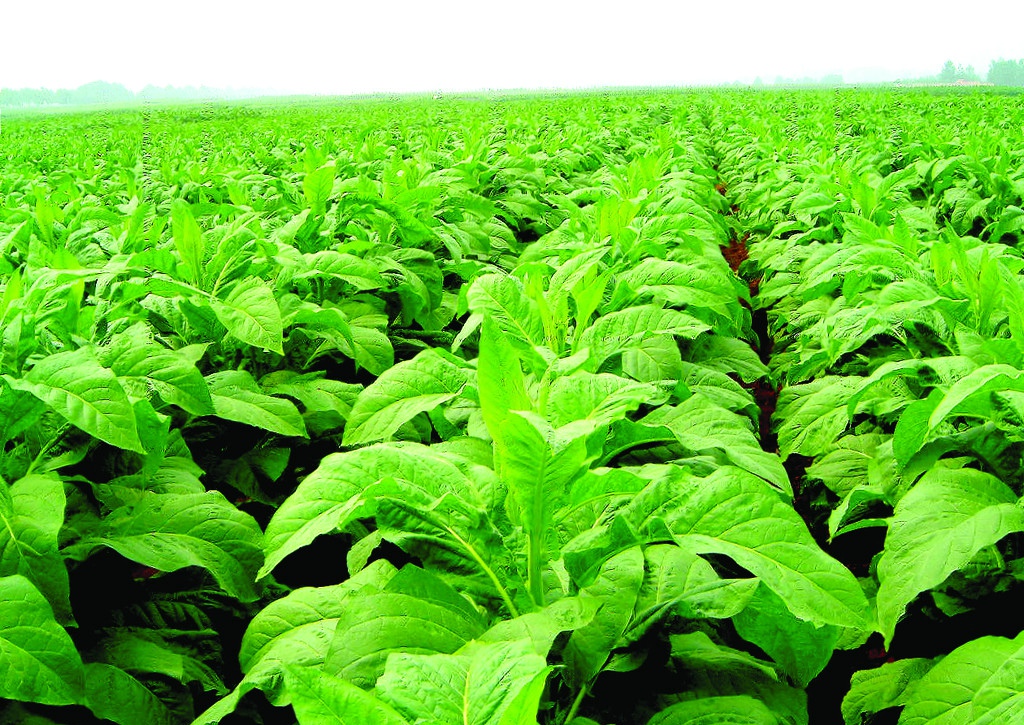 关于世界戒烟日的来历,国际戒烟日