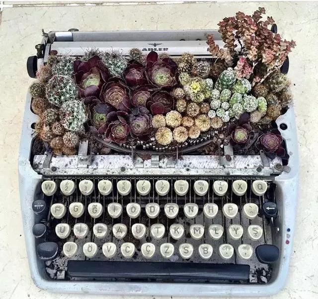 ins多肉,外国大神多肉