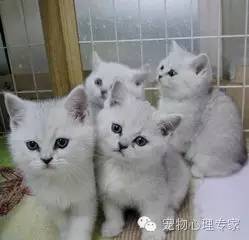 应粉丝要求：各类猫猫在北上广的报价，其他城市可以参考