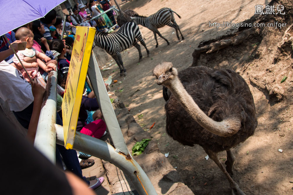 ​[凤麒儿]北京动物园——与动物的亲密接触