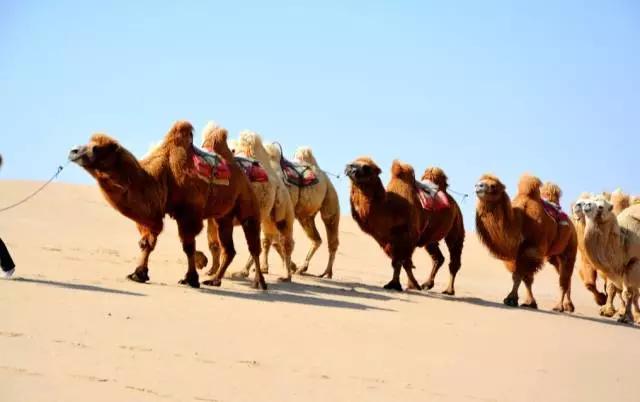 宁夏青铜峡蟹田米，养生之“稻”送给最亲爱的人