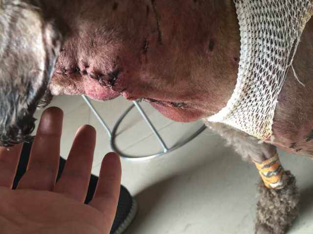 小狗脖子被撕烂险丧命，被缝48针惨不忍睹。