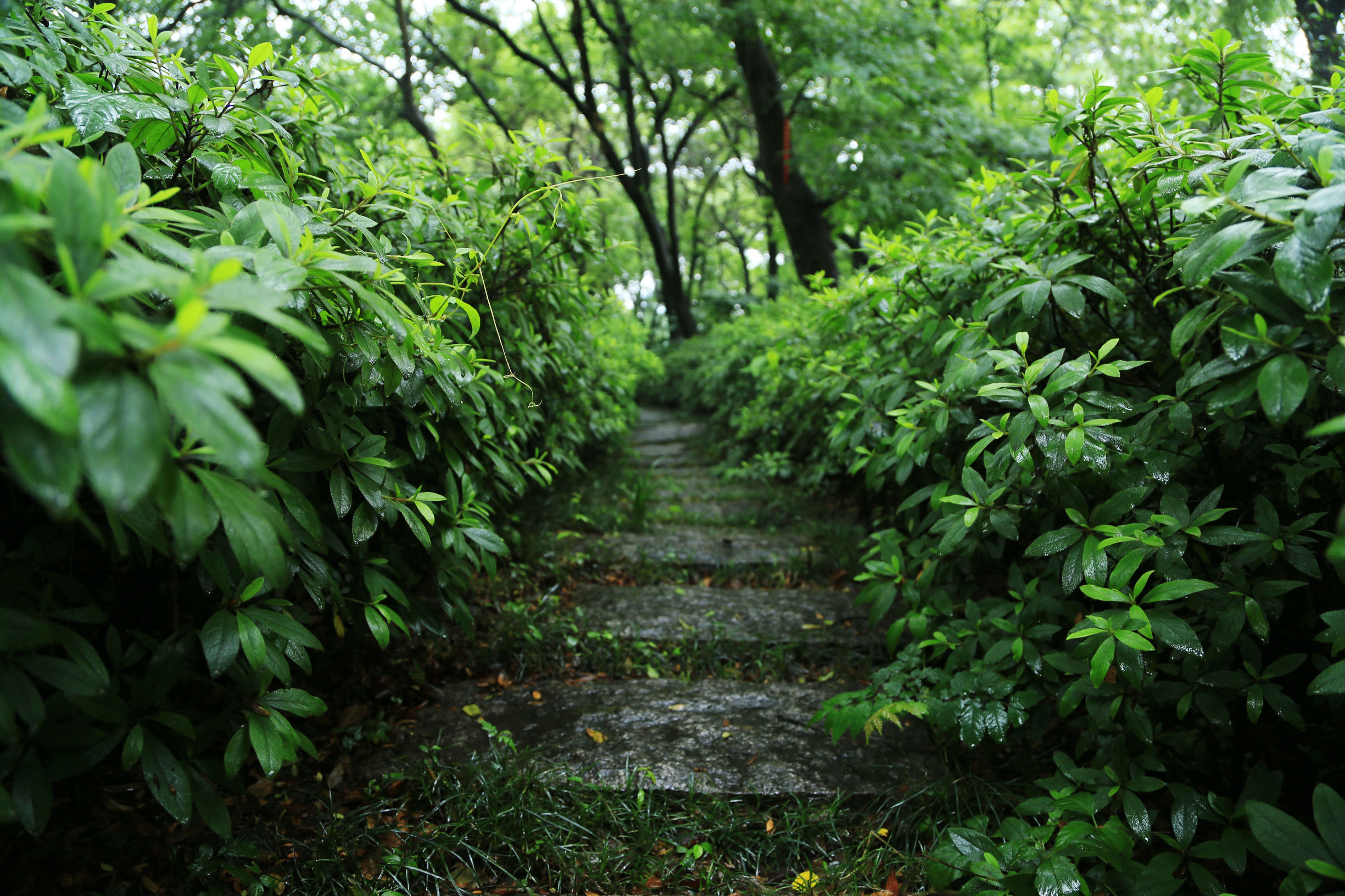 苏州天宁寺,天宁寺是全亚洲最大的寺庙吗