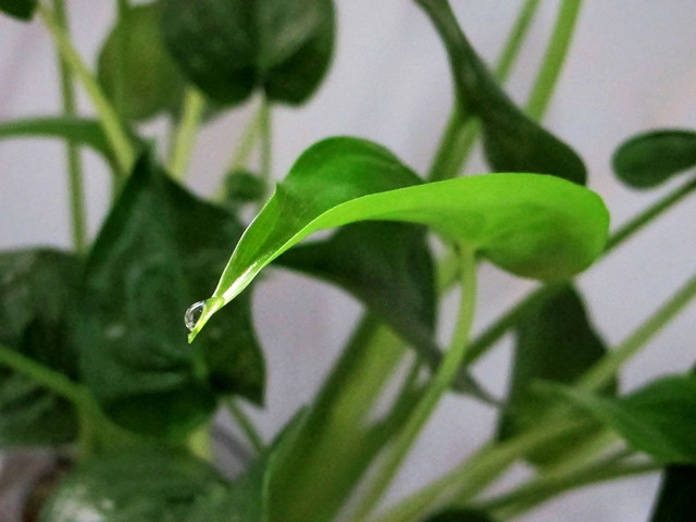 现在季节养哪些观叶观花的植物,室内水培观叶植物100种名字