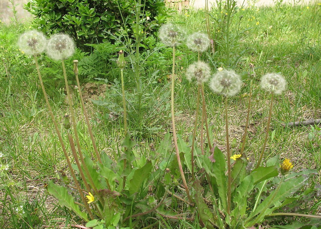蒲公英20种功效,多种蒲公英都有清凉的作用吗