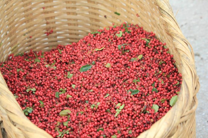 最全面的介绍陕西韩城花椒 (陕西特产韩城大红袍花椒)