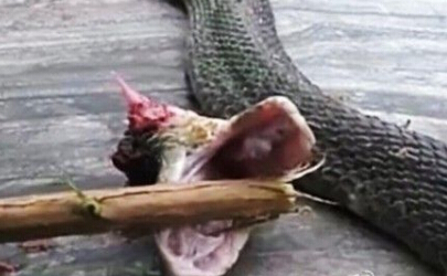 遇到蛇打还是不打,遇到蛇千万别害怕