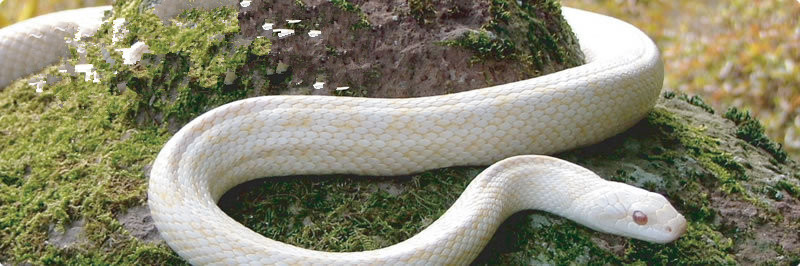 家里发现有蛇是什么预兆,家里发现蛇皮怎么办