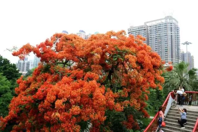 一广州人去迪拜,但最后回来哭着说