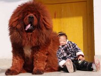 东方神犬藏獒纪录片,东方神犬藏獒大战群狼