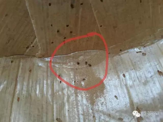茶饼有了小虫子怎么办,茶饼里的虫子是什么