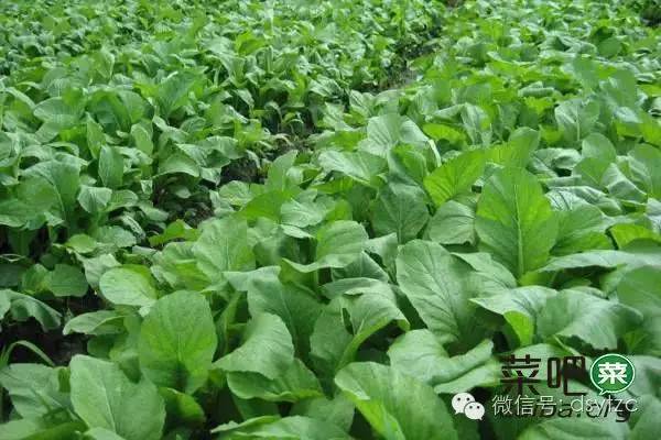 菜吧：隐藏在农村的15大创业商机，你知道吗？