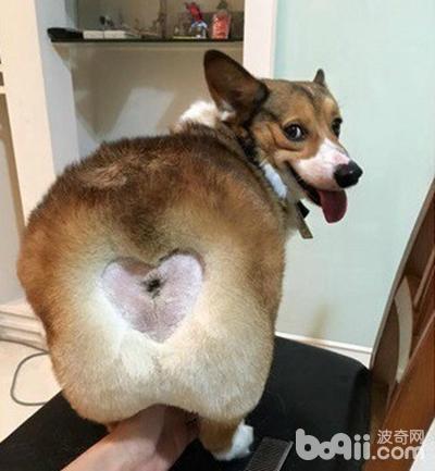 柯基屁屁脏了怎么办,柯基屁屁毛少怎么办