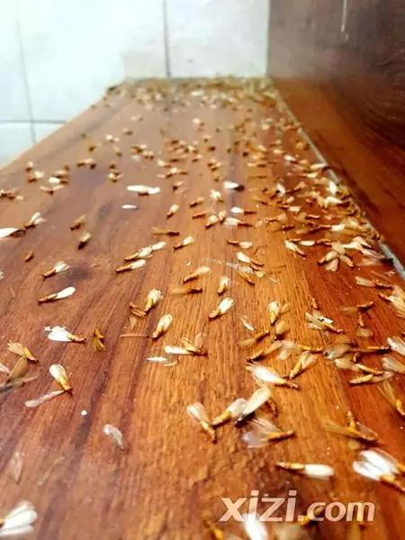 超恐怖！惠州一民居被几千只不速之客闯入