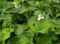 探寻长寿之乡的健康密码,鱼腥草长寿