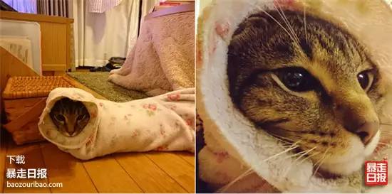 猫突然不见了该怎么办,早上喂猫发现猫不见了