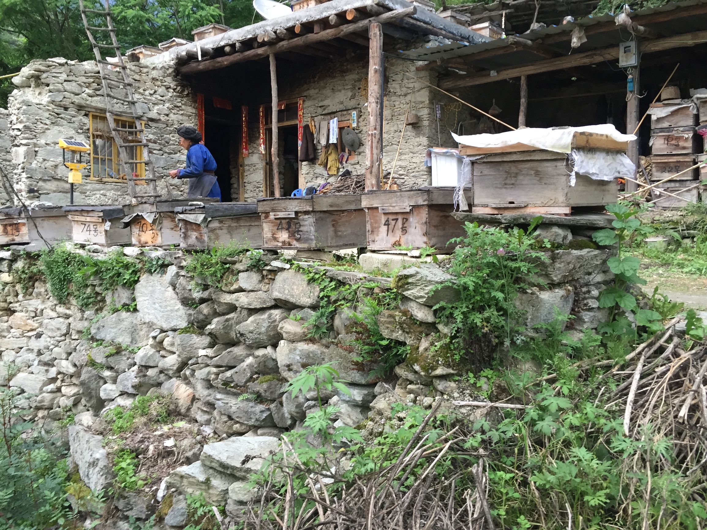 真正的高山土蜂蜜,高山老巢土蜂蜜