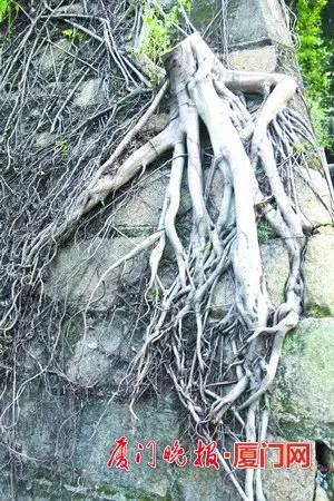 厦门的榕树是什么样的,厦门为啥这么多榕树
